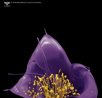 /album/heavens-design/a1-jpg/